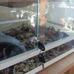 飼育ケース（爬虫類)の画像