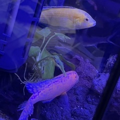 ストロベリーピーコックの画像