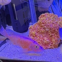 ストロベリーピーコックの画像