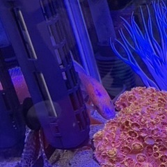ストロベリーピーコックの画像