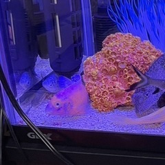 ストロベリーピーコックの画像