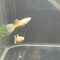 RREAレッドグラス グッピーの画像