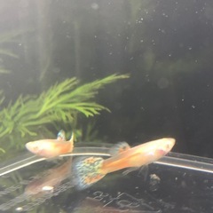 RREAレッドグラス グッピーの画像