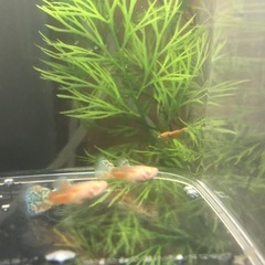 RREAレッドグラス グッピーの画像