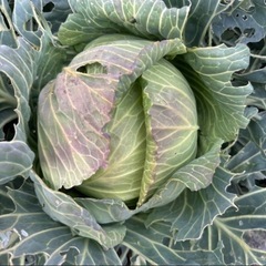 新鮮キャベツ2玉の画像