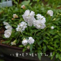 宿根姫八重咲きかすみ草  希少   花☆ 苗 　ガーデニング 宿根草🌼.*の画像