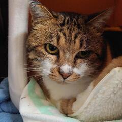 ブサカワで強面だけど優しくて、人懐っこい可愛い猫ちゃんです。