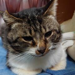キジ白の可愛い子猫です！