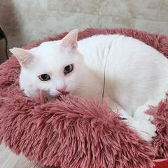大人ネコの魅力　ティカです。