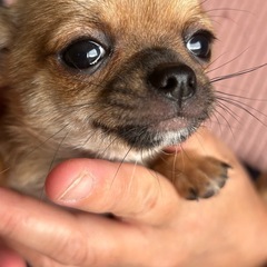 良血統のスムースチワワ女の子💕18万円にて募集中❣️