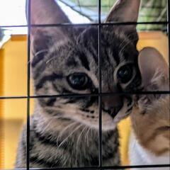 3兄弟猫の飼い主さん（キジトラ）★譲渡完了
