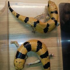 ピーターズバンデットスキンク二匹(WC雌雄不明)