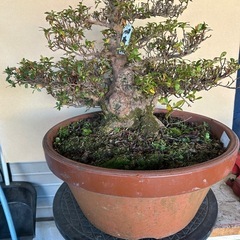 皐月盆栽寿光の画像