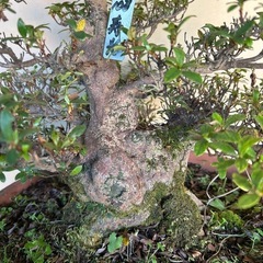 皐月盆栽寿光の画像