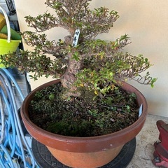 皐月盆栽寿光の画像