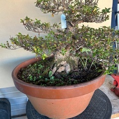 皐月盆栽寿光の画像