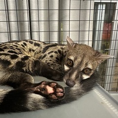 アカブチジェネット