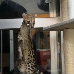 アカブチジェネット − 大阪府