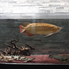 海水魚｜助け合い｜ジモティー
