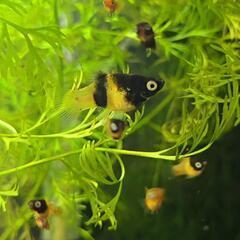 ハニービープラティ稚魚3匹の画像