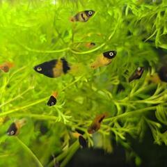 ハニービープラティ稚魚3匹の画像
