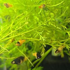 ハニービープラティ稚魚3匹の画像