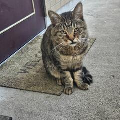 野良猫
