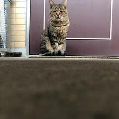 野良猫 - 小山市