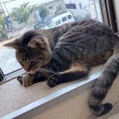 野良猫 - 猫