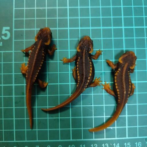 シャノラムイボイモリ3匹