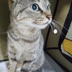 小さめキジトラちゃん