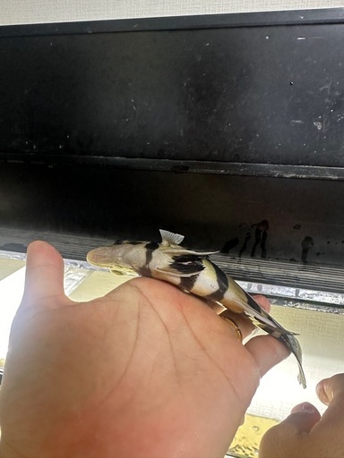 ダトニオプラスワン±15㎝