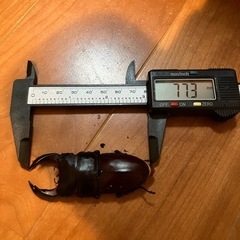 オオクワガタ、幼虫
