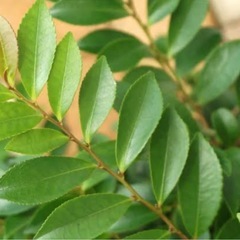 榊🌿