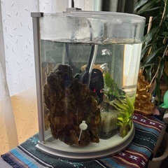 直ぐに使える水槽＆ミッキーマウスプラティ1匹の画像