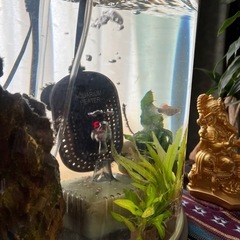 直ぐに使える水槽＆ミッキーマウスプラティ1匹の画像