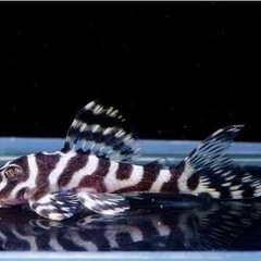 スーパーインペリアルゼブラ