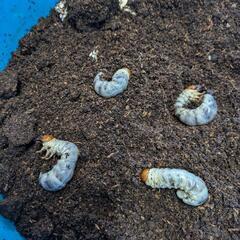 国産オオクワガタ 幼虫 菌糸１１００ccボトル ＆ マット土ボト...