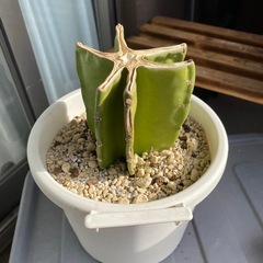 柱サボテンの画像
