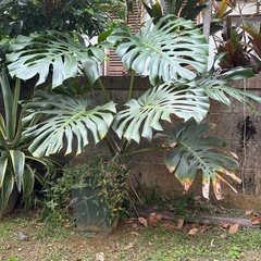 約１7０㎝！大きな　モンステラの画像