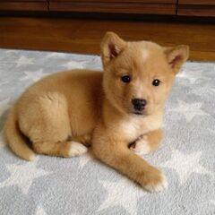 生後１カ月半ルークくん里親募集 - 犬