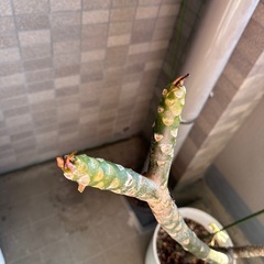 〈受け渡し者様決定〉プルメリアの画像