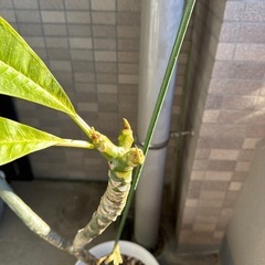 〈受け渡し者様決定〉プルメリアの画像