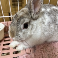 里親さんになってくれませんか？