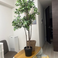 IKEAフェイクグリーン