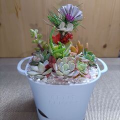 ★多肉植物寄せ植え 138★
