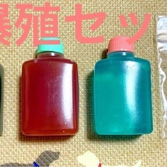 室内培養で安心　繁殖セット　タマミジンコ 　約３０００匹　１ｇ以...