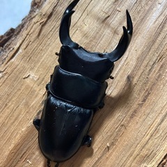オオクワガタ　ペア山梨産 取引中❗️
