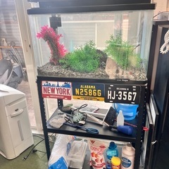 淡水魚、熱帯魚！すぐ始めれる水槽セット！