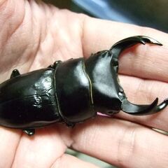 京都府産オオクワガタ F1 ♂71ミリ♀44.6ミリ　ペアの画像